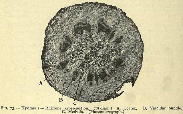 Fig. 73. Hydrastis - Rhizome, cross-section.