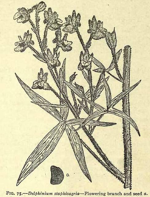 Fig. 75. Delphinium staphisagria.