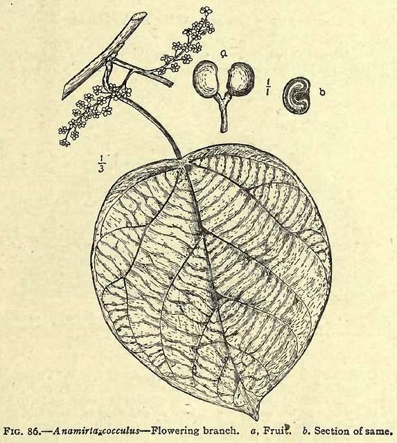 Fig. 86. Anamirta cocculus.