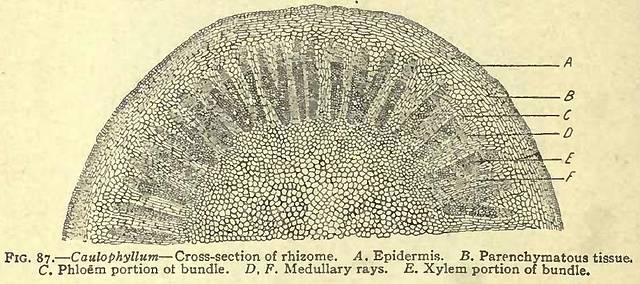 Fig. 87. Caulophyllum - Cross-section of rhizome.