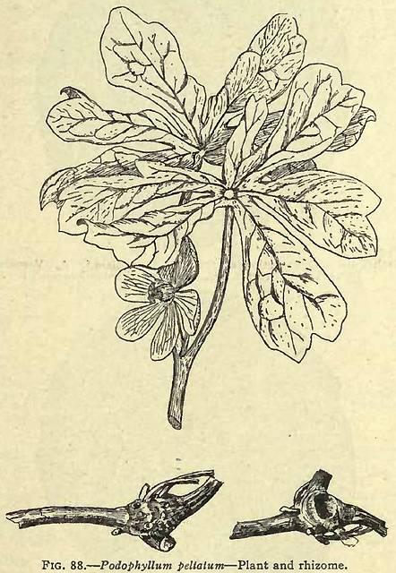 Fig. 88. Podophyllum peltatum.