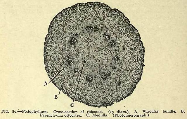 Fig. 89. Podophyllum. Cross-section of rhizome.