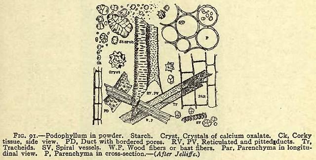 Fig. 91. Podophyllum in powder.