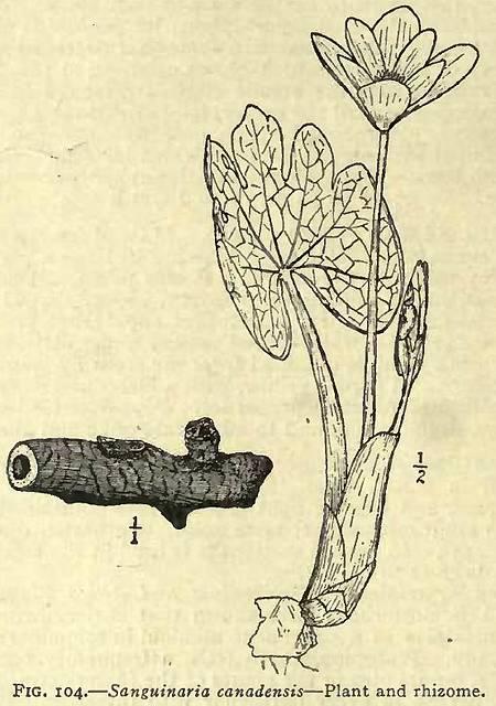 Fig. 104. Sanguinaria canadensis.