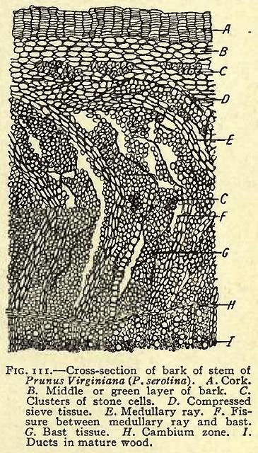 Fig. 111. Cross-section of bark of stem.