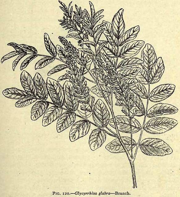 Fig. 120. Glycyrrhiza glabra.