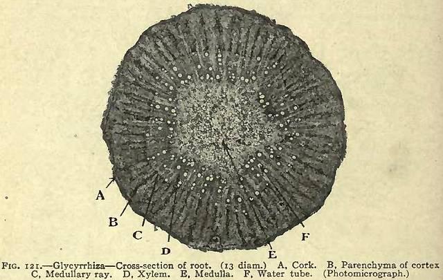 Fig. 121. Glycyrrhiza - Cross-section of root.