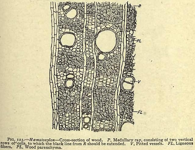 Fig. 123. Haematoxylon - Cross-section of wood.