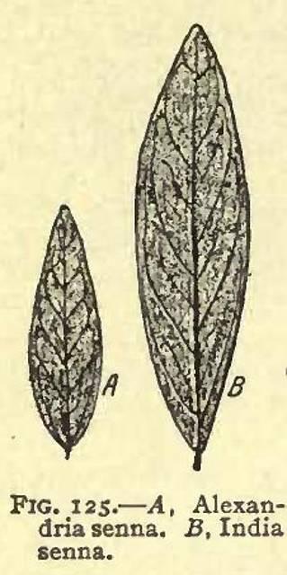 Fig. 125. Senna.