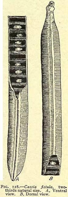 Fig. 128. Cassia fistula.