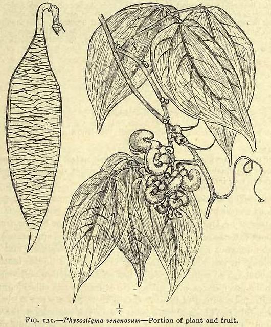 Fig. 131. Physostigma venenosum.