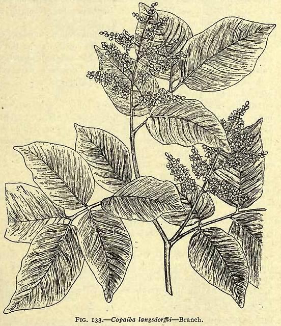 Fig. 133. Copaiba langsdorffii.