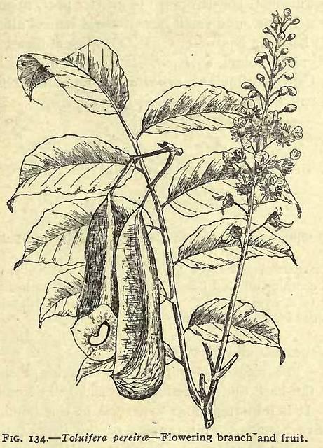 Fig. 134. Toluifera pereirae.