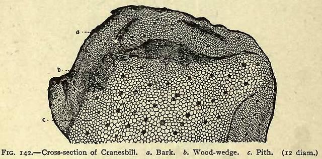 Fig. 142. Cross-section of Cranesbill.