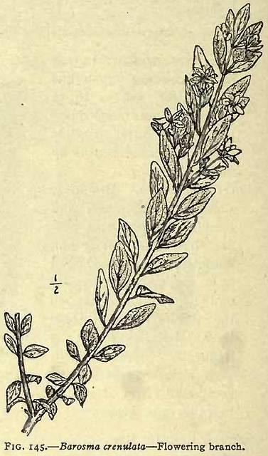 Fig. 145. Barosma crenulata - Flowering branch.