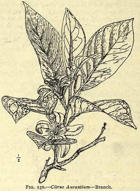 Fig. 150. Citrus aurantium.