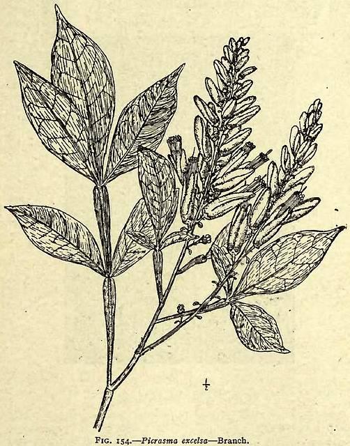 Fig. 154. Picrasma excelsa.