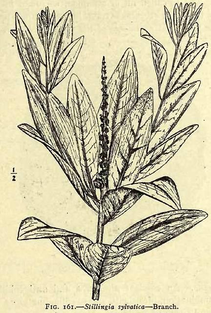 Fig. 161. Stillingia sylvatica.