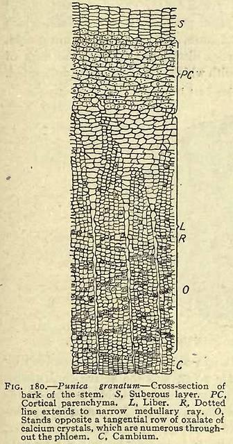 Fig. 180. Punica granatum.