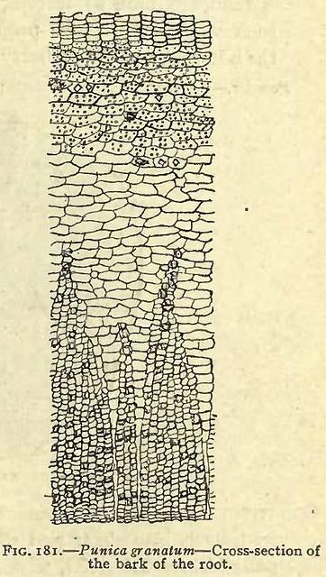 Fig. 181. Punica granatum.