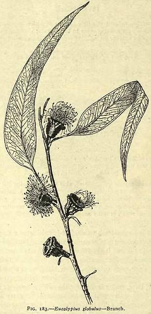 Fig. 183. Eucalyptus globulus.