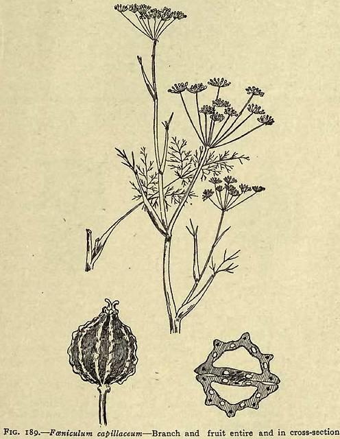 Fig. 189. Foeniculum capillaceum.