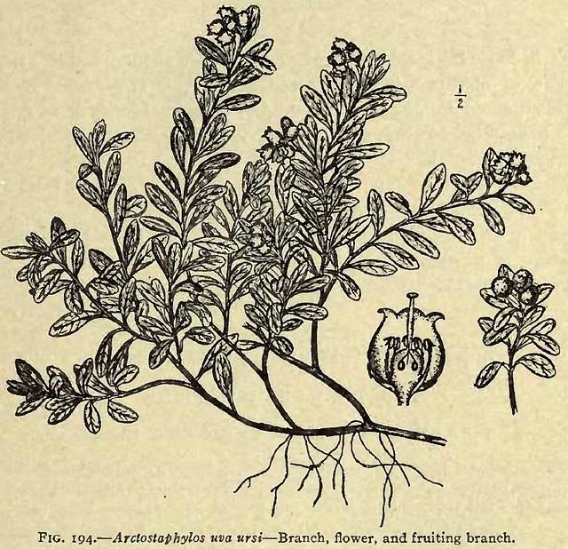 Fig. 194. Arctostaphylos uva-ursi