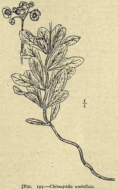 Fig. 195. Chimaphila umbellata.