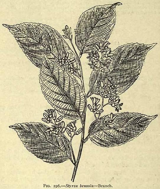 Fig. 196. Styrax benzoin - Branch.