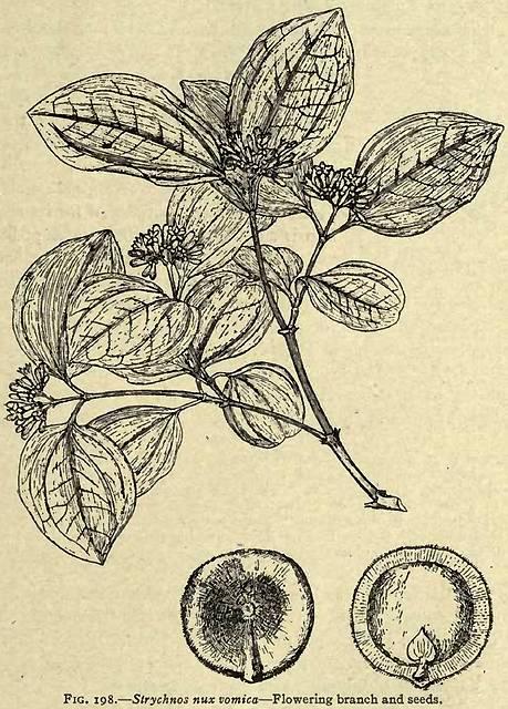 Fig. 198. Strychnos nux vomica.