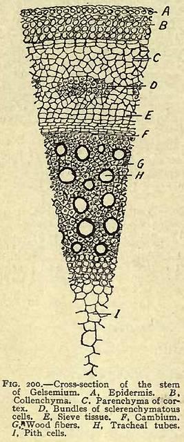 Fig. 200. Cross-section of the stem