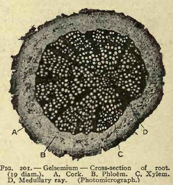 Fig. 201. Gelsemium