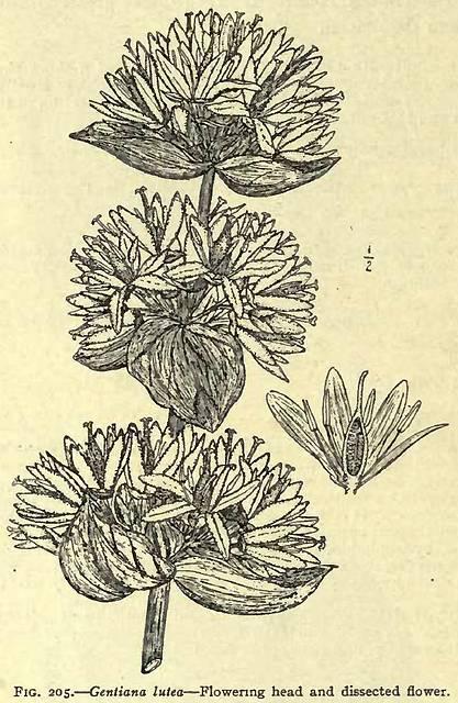 Fig. 205. Gentiana lutea.