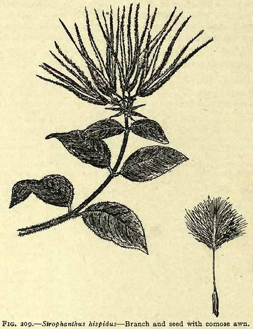 Fig. 209. Strophanthus hispidus.