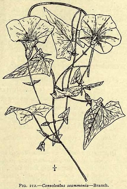 Fig. 212. Convolvulus scammonia - Branch.