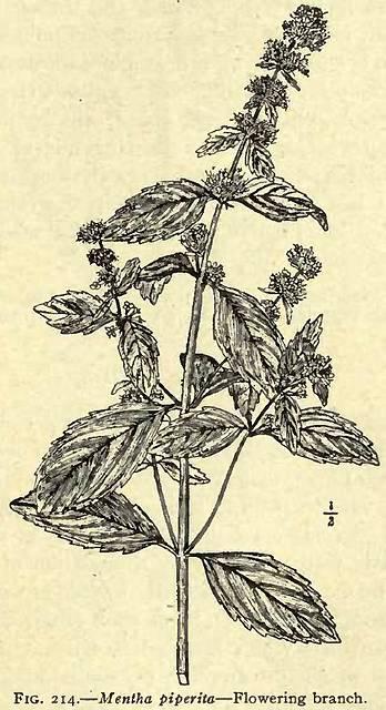 Fig. 214. Mentha piperita.