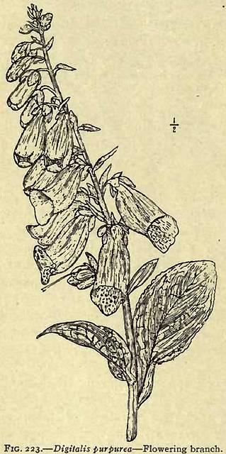 Fig. 223. Digitalis purpurea.