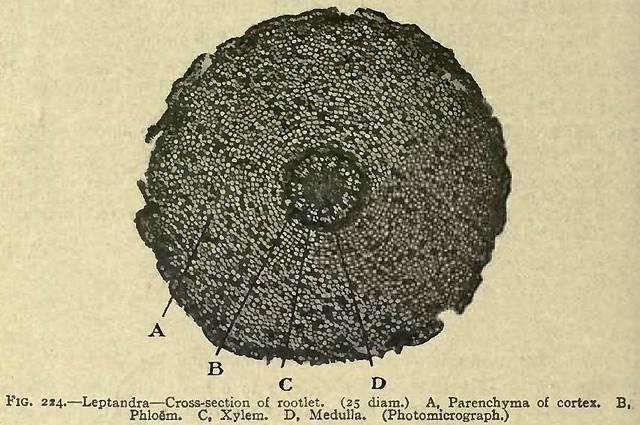 Fig. 224. Leptandra - Cross-section of rootlet.