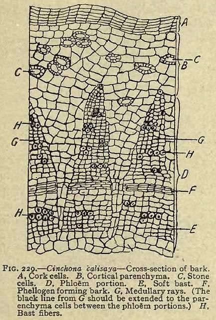 Fig. 229. Cinchona calisaya - Cross-section of bar...