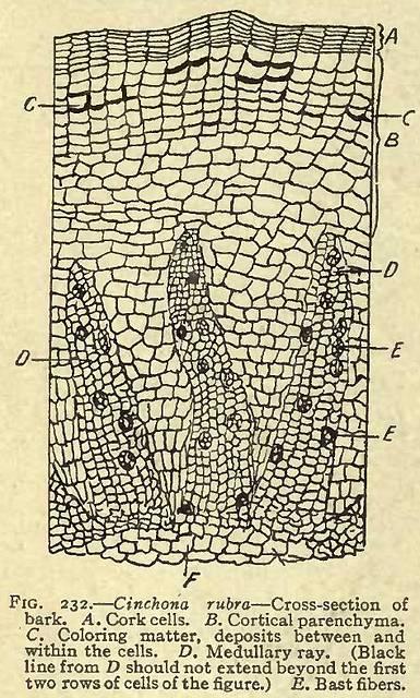 Fig. 232. Cinchona rubra - Cross-section of bark.