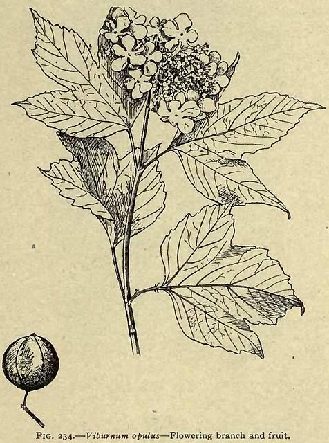 Fig. 234. Viburnum opulus.