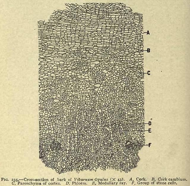 Fig. 235. Cross-section of bark of Viburnum opulus...