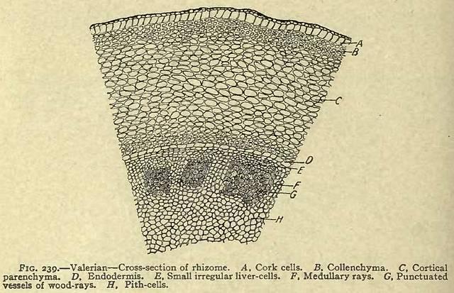 Fig. 239. Valerian - Cross-section of rhizome.