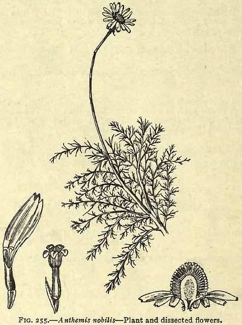 Fig. 255. Anthemis nobilis.