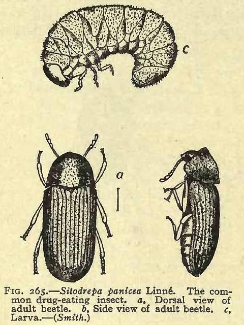 Fig. 265. Sitodrepa panicea.