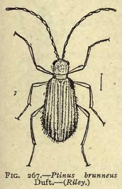 Fig. 267. Ptinus brunneus.