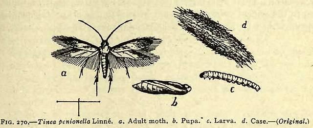 Fig. 270. Tinea penionella.