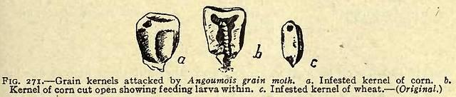 Fig. 271. Grain kernels attacked