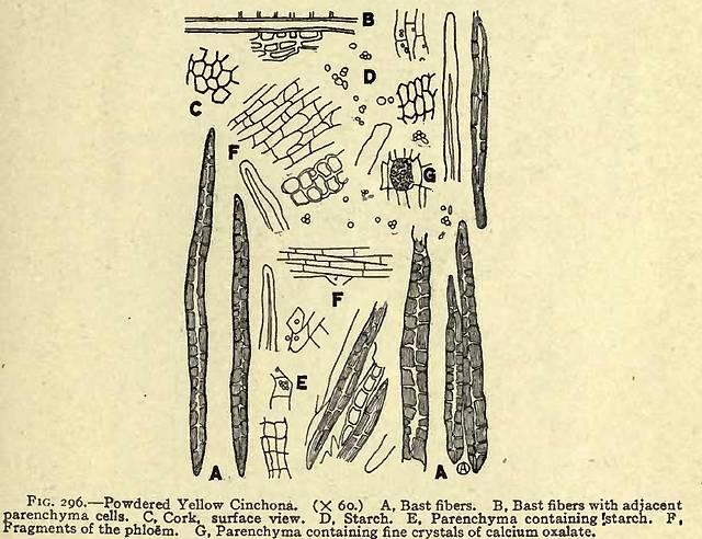 Fig. 296. Powdered Yellow Cinchona.