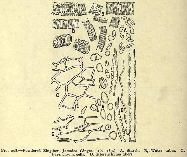 Fig. 298. Powdered Zingiber, Jamaica Ginger.